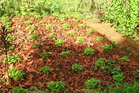 Agricultural Plantations in Goa - Download Goa Photos